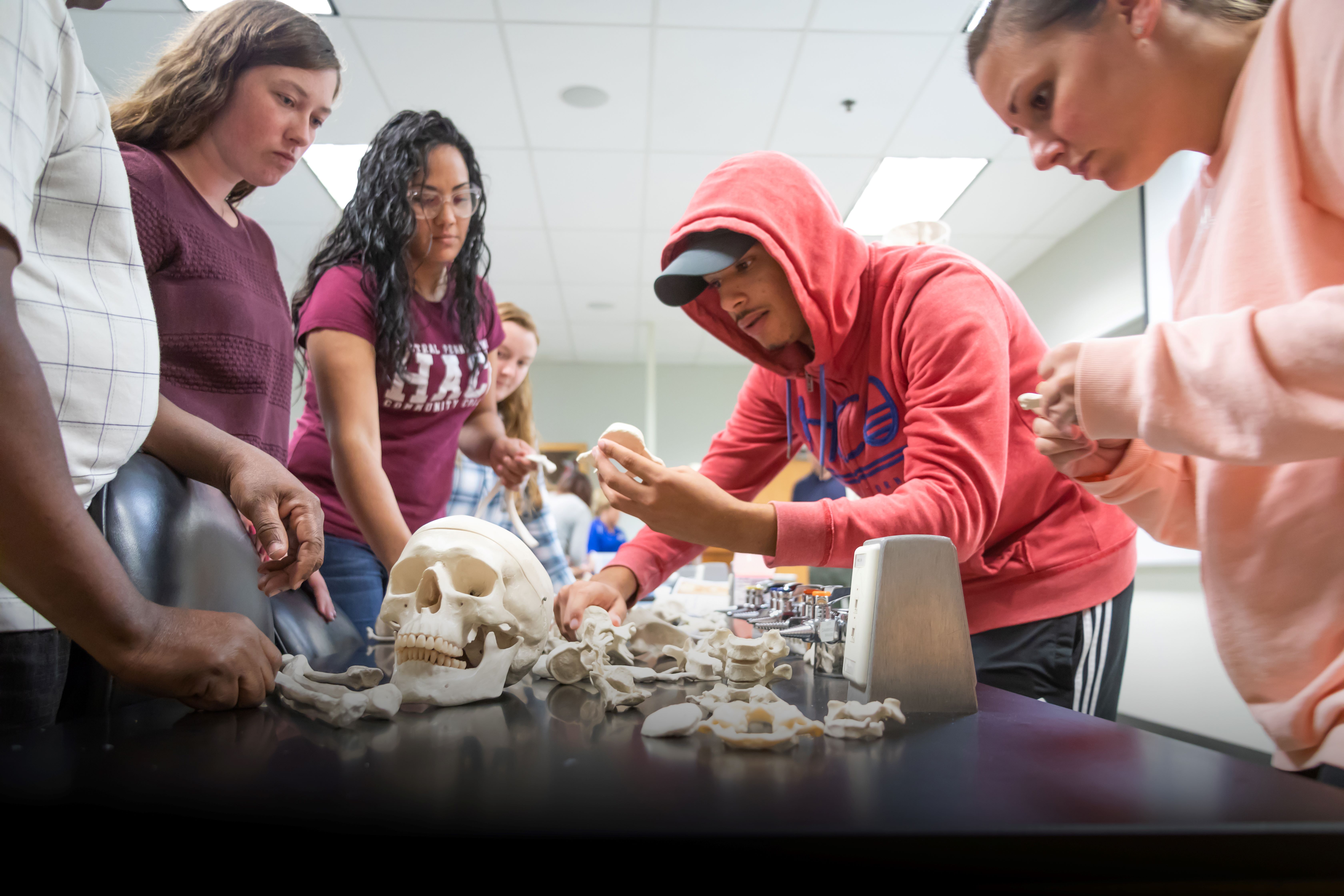 HACC science students analyzing bones in a laboratory setting