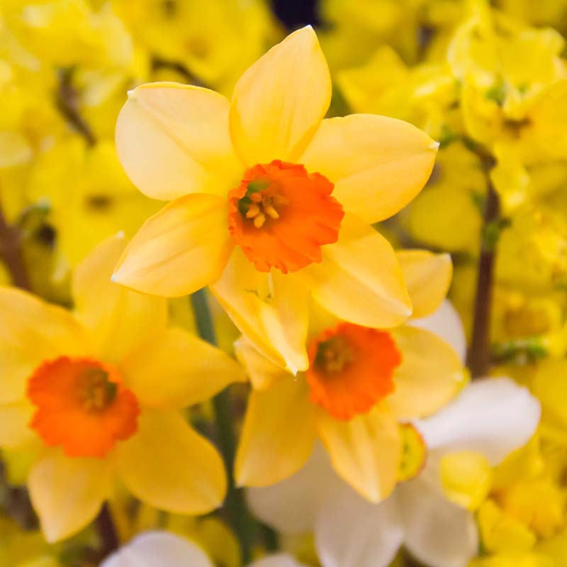Light yellow bunch of daffodils