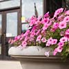 Pink Petunias