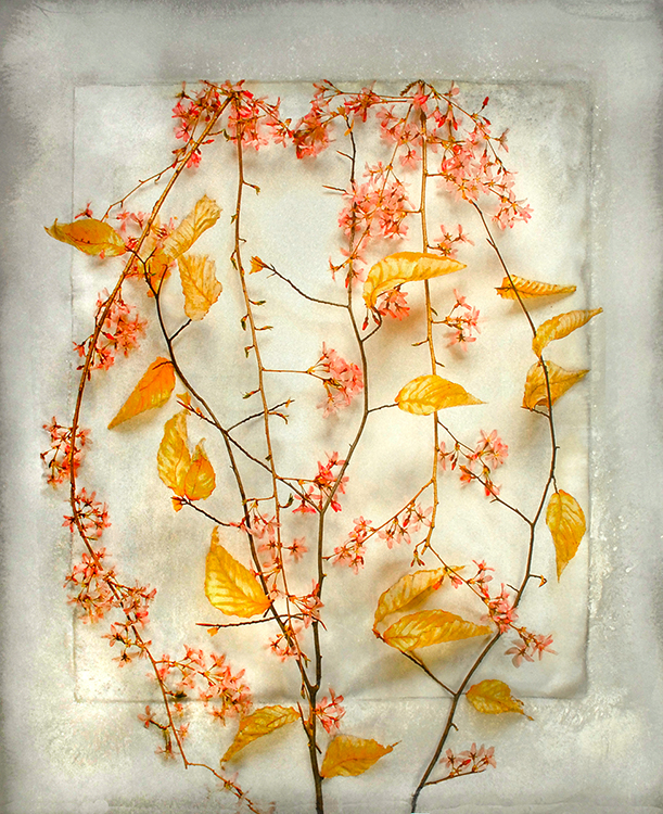 web smaller Alida Fish_Cherry Blossom cherry